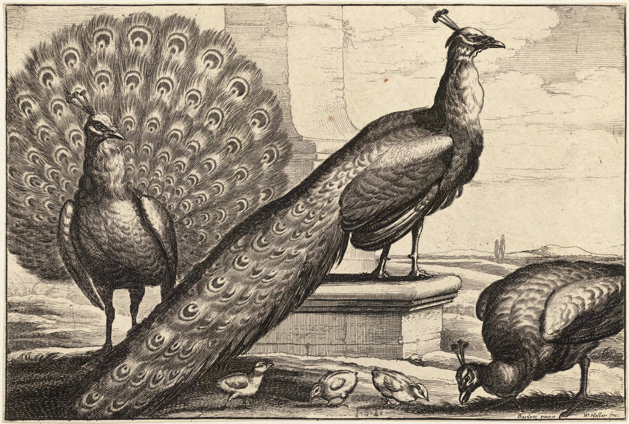 तीन मोर द्वारा Wenceslaus Hollar