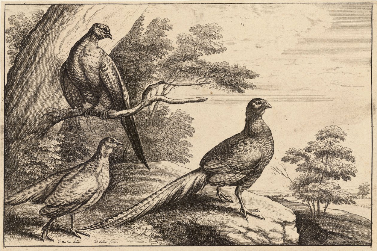 तीन तीतर द्वारा Wenceslaus Hollar