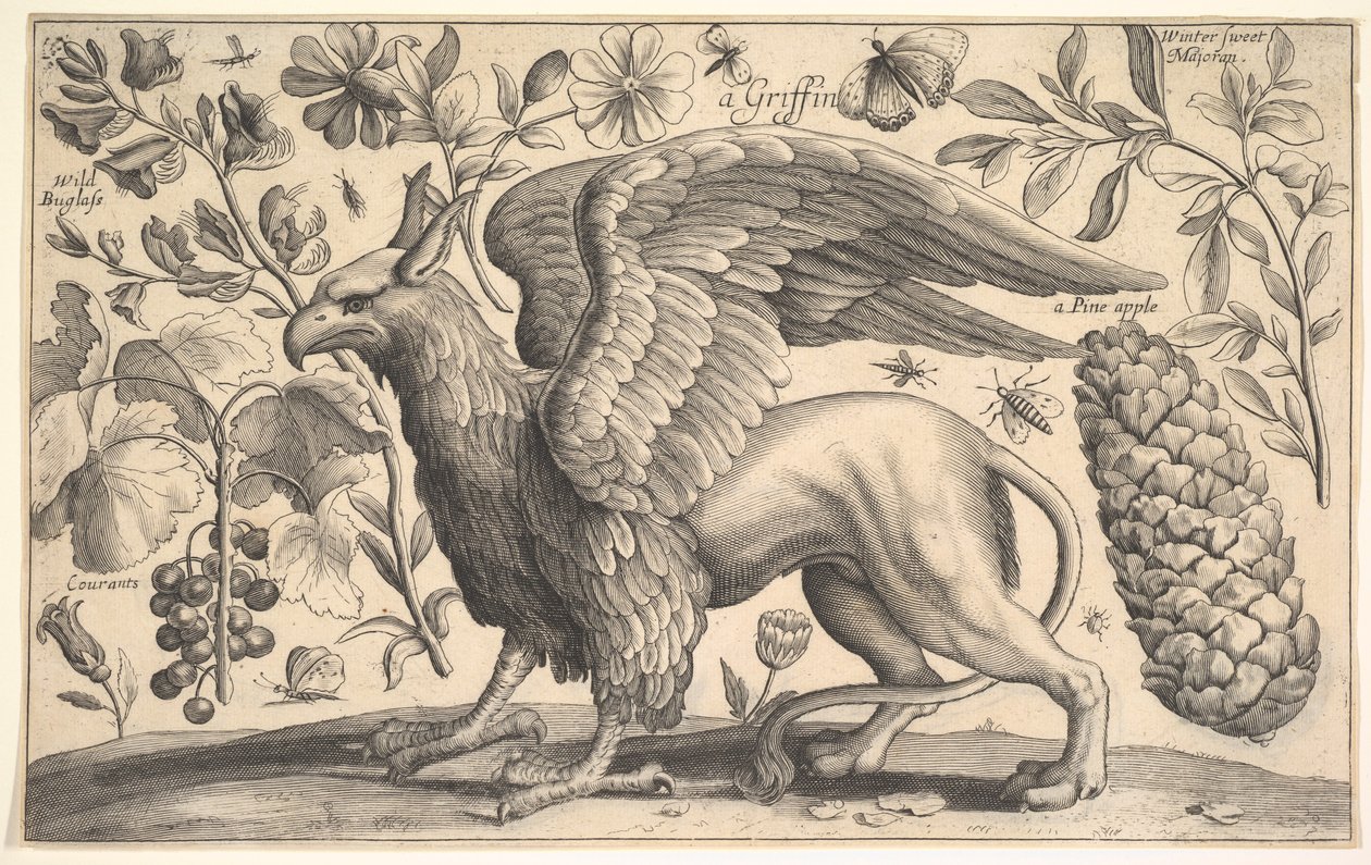 ए ग्रिफिन, 1625-77। द्वारा Wenceslaus Hollar