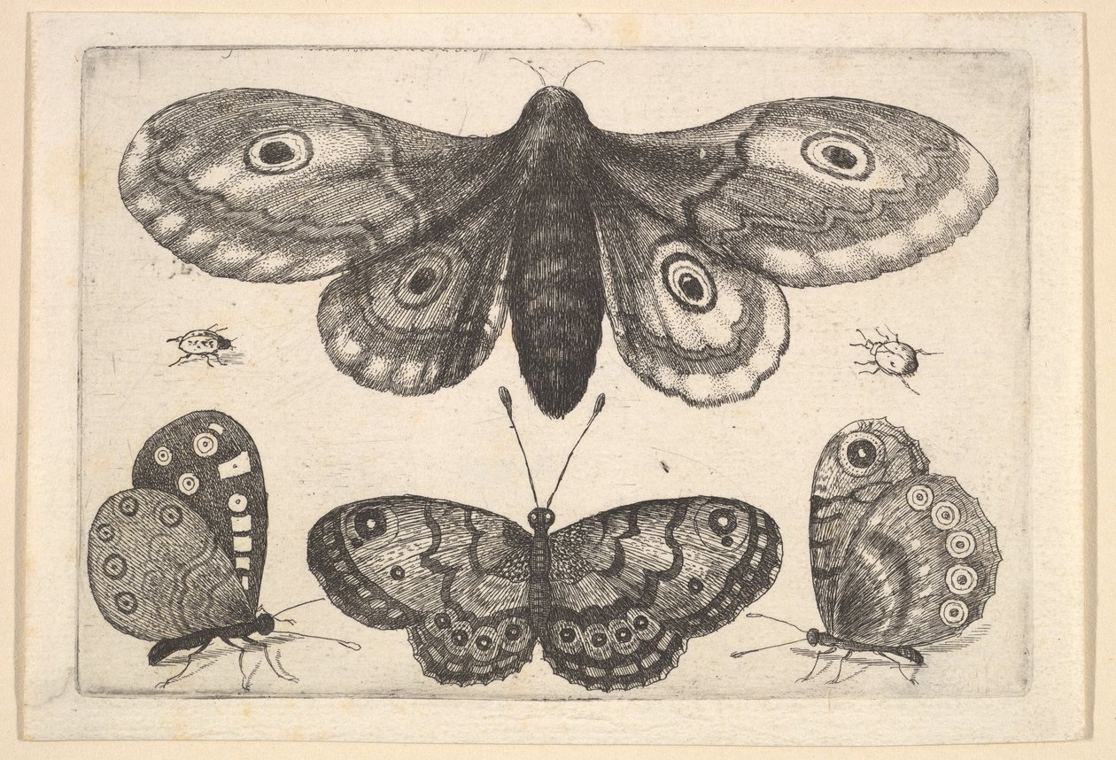 एक कीट, तीन तितलियों और दो बीटल, 1646। द्वारा Wenceslaus Hollar