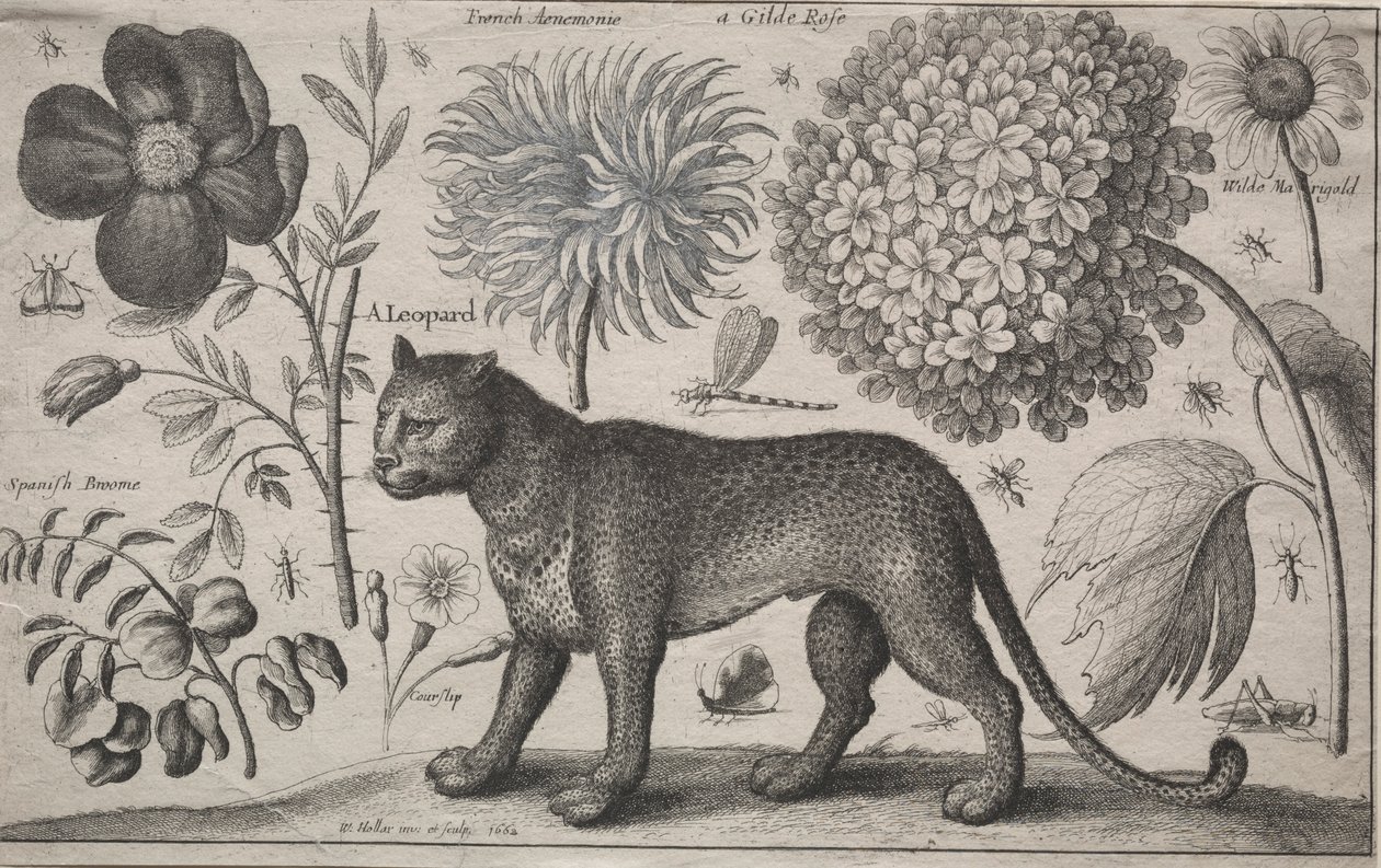 पशु और पौधे: तेंदुए को पौधों और कीड़ों के साथ, 1662। द्वारा Wenceslaus Hollar
