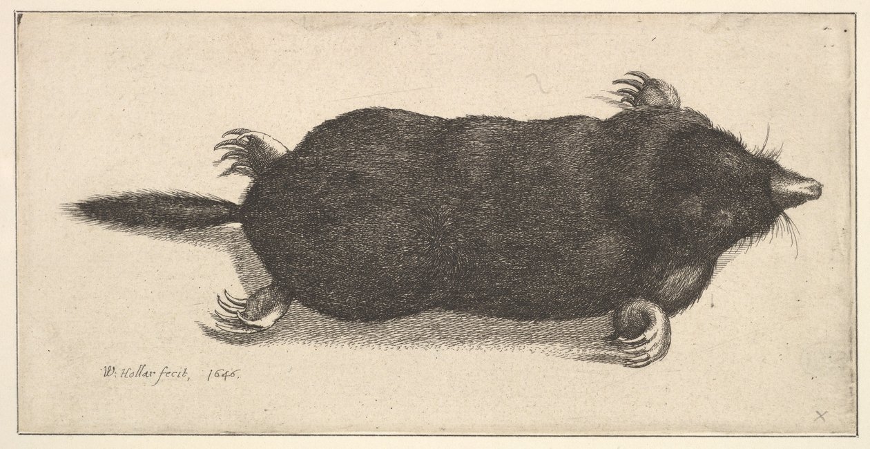 डेड मोल, 1646। द्वारा Wenceslaus Hollar