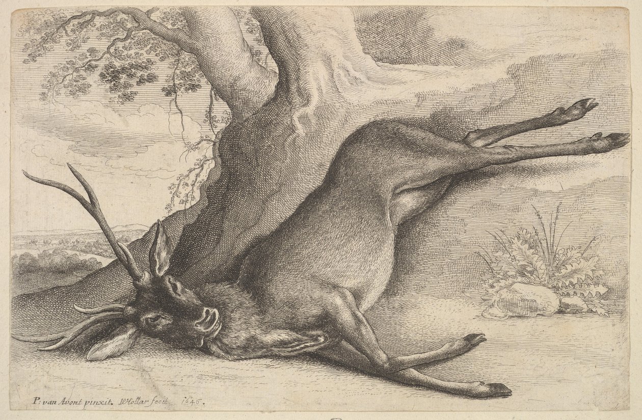 मृत हरिण, 1646। द्वारा Wenceslaus Hollar