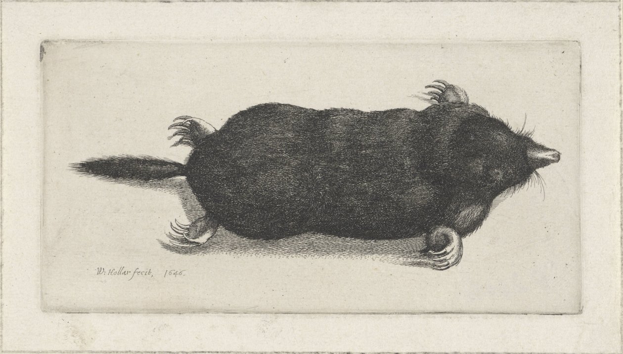  द्वारा Wenceslaus Hollar