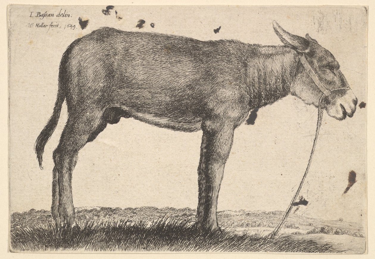 गधा, 1649। द्वारा Wenceslaus Hollar
