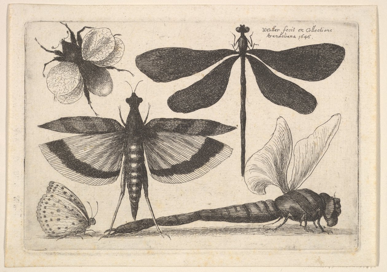 ड्रैगनफलीज़ और एक भौंरा, 1646। द्वारा Wenceslaus Hollar