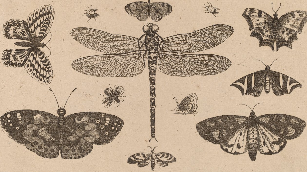 ड्रैगनफ्लाई, लेडीबर्ड्स और तितलियाँ। द्वारा Wenceslaus Hollar
