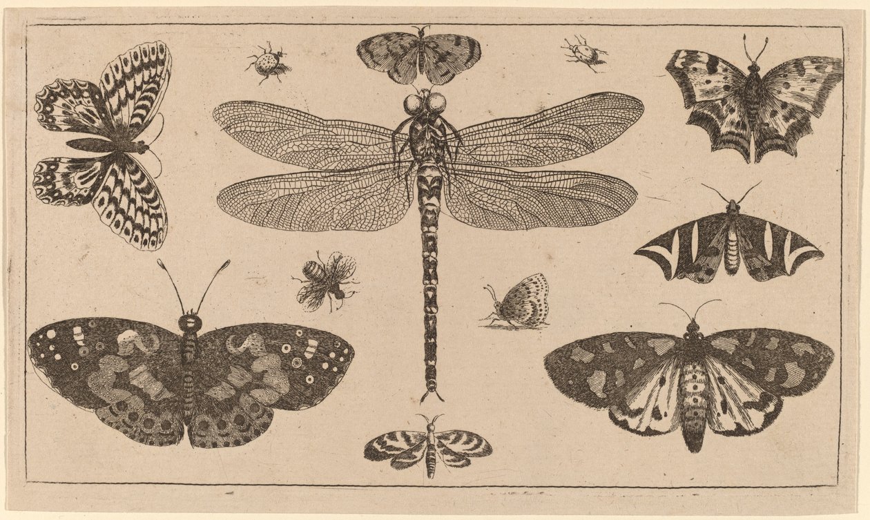 ड्रैगनफ्लाई, लेडीबर्ड और तितलियाँ द्वारा Wenceslaus Hollar