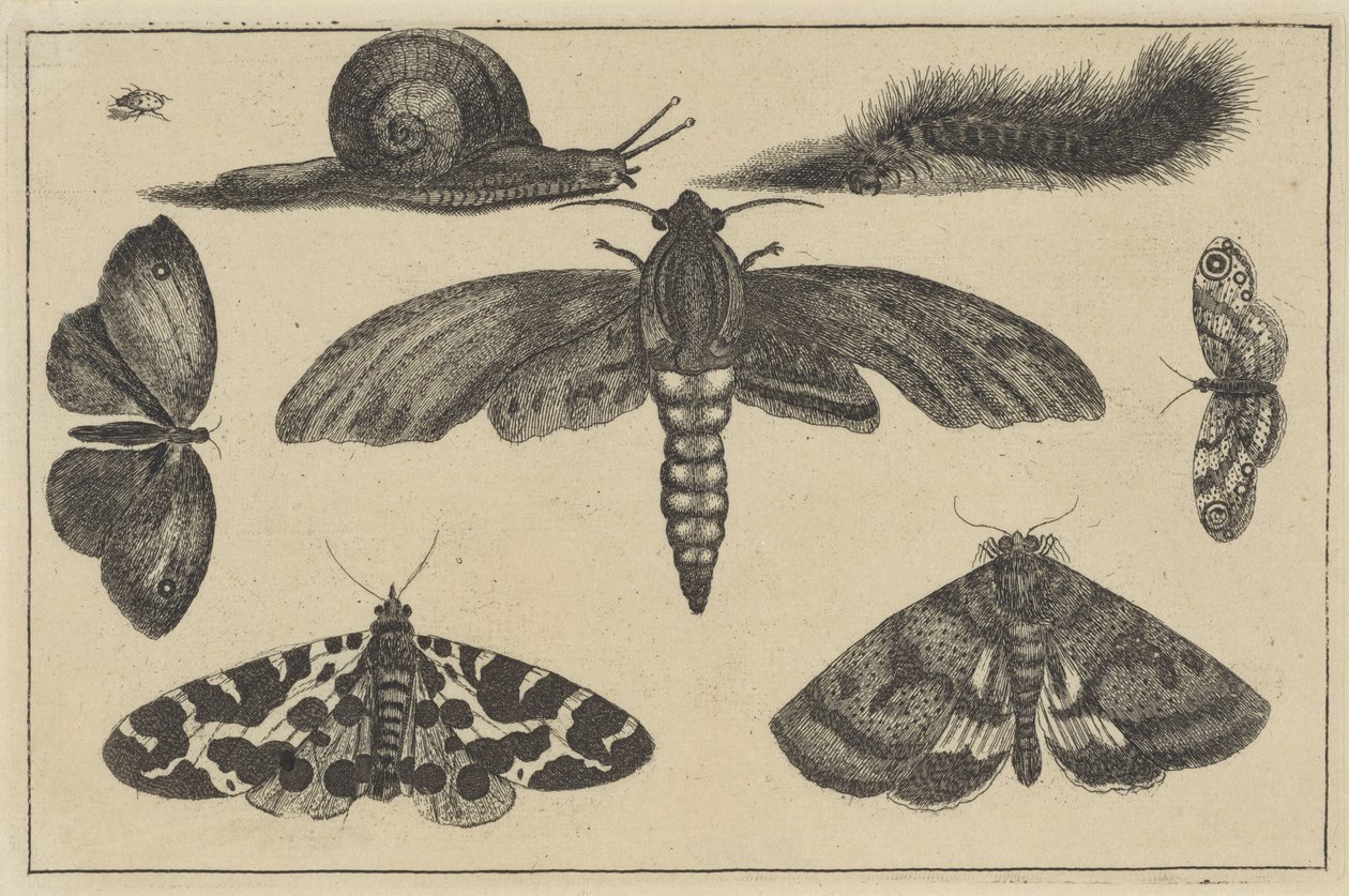 द्वारा Wenceslaus Hollar