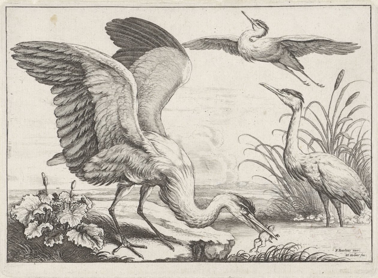  द्वारा Wenceslaus Hollar
