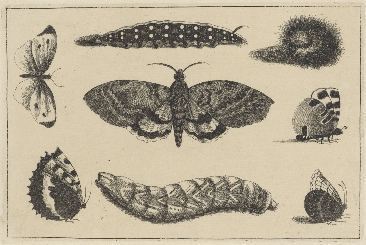  द्वारा Wenceslaus Hollar
