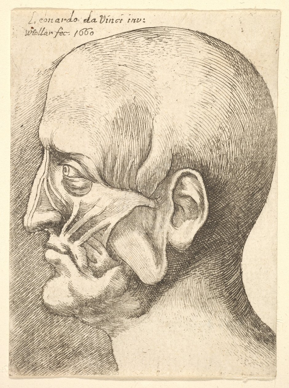 बाएं, 1660 प्रोफ़ाइल में एक आदमी का इकोचे सिर। द्वारा Wenceslaus Hollar