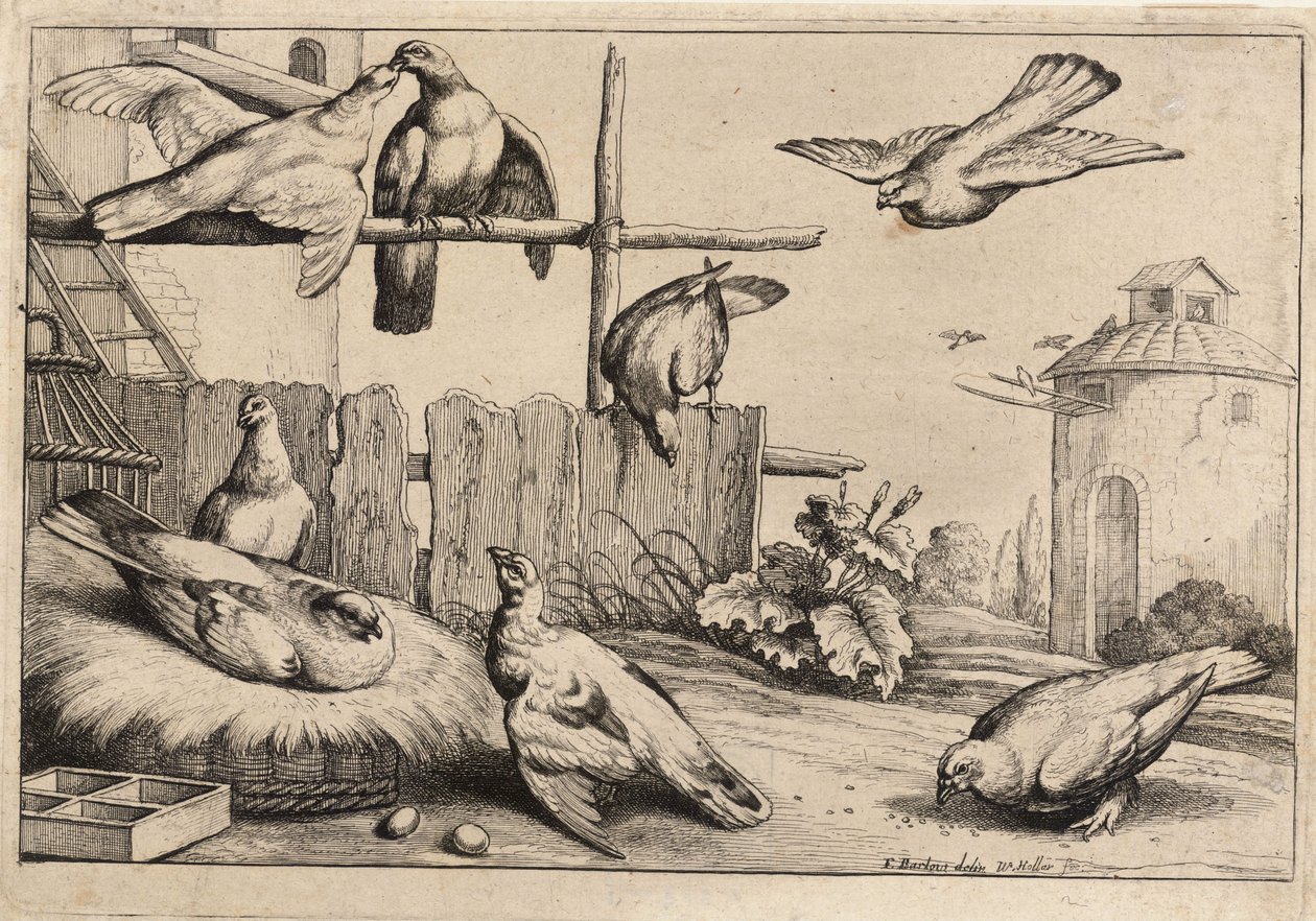 आठ कबूतर। राज्य 1 द्वारा Wenceslaus Hollar