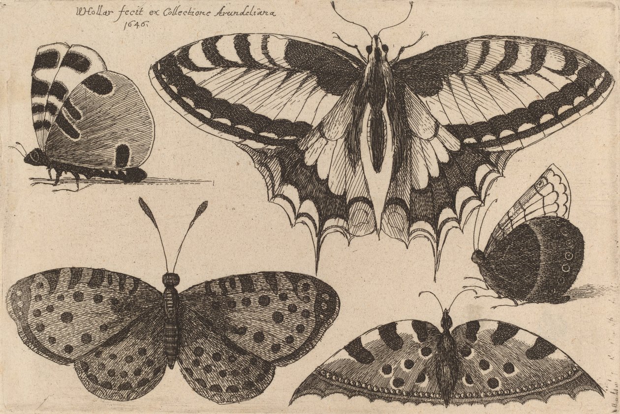 पांच तितलियां, 1646। द्वारा Wenceslaus Hollar