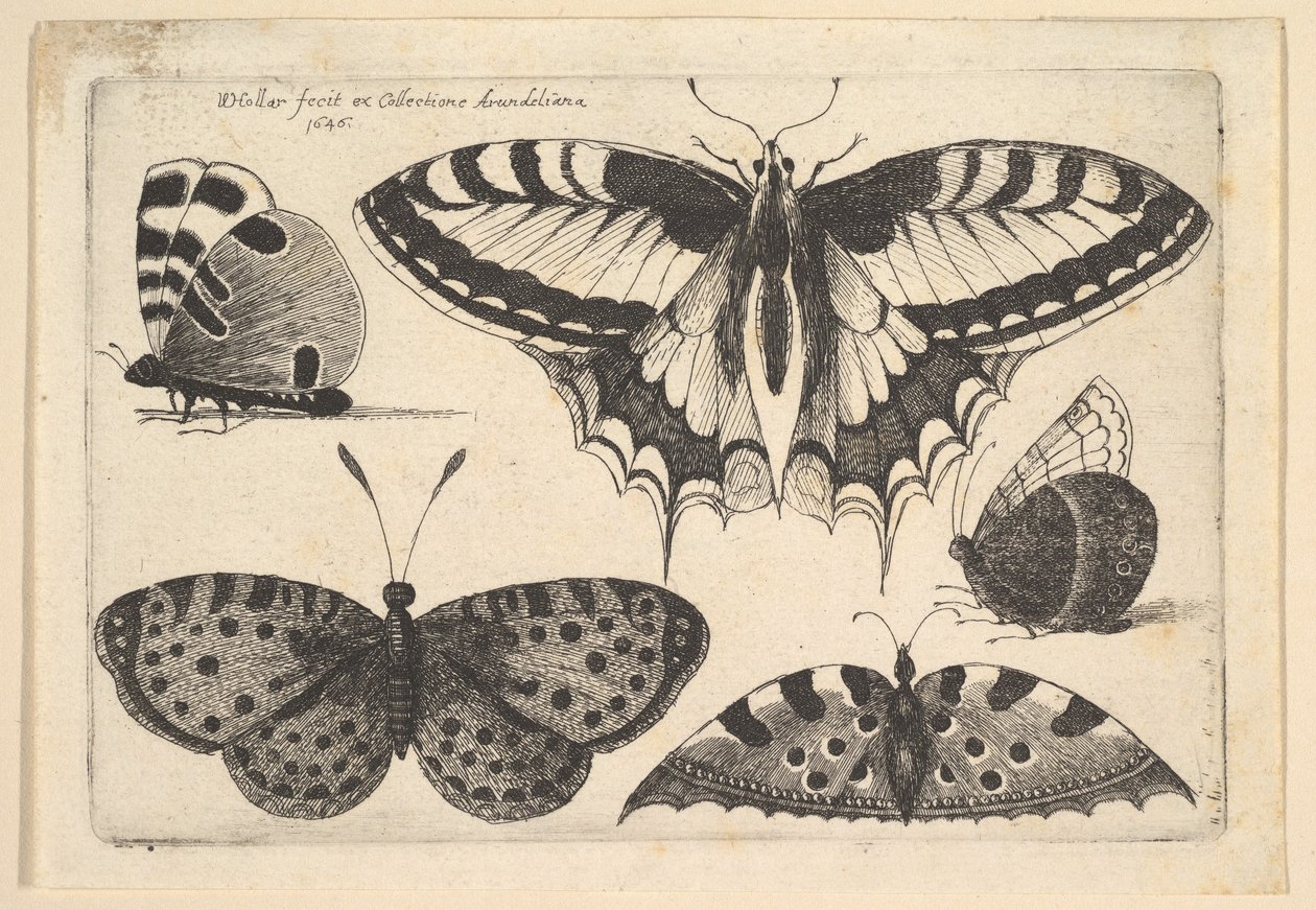पाँच तितलियाँ, 1646। द्वारा Wenceslaus Hollar