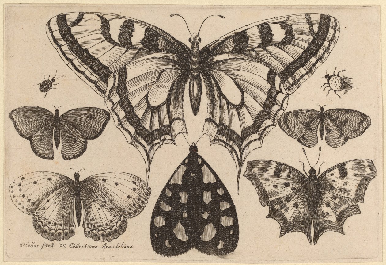 पाँच तितलियाँ, एक पतंगा, एक भृंग और एक मकड़ी द्वारा Wenceslaus Hollar
