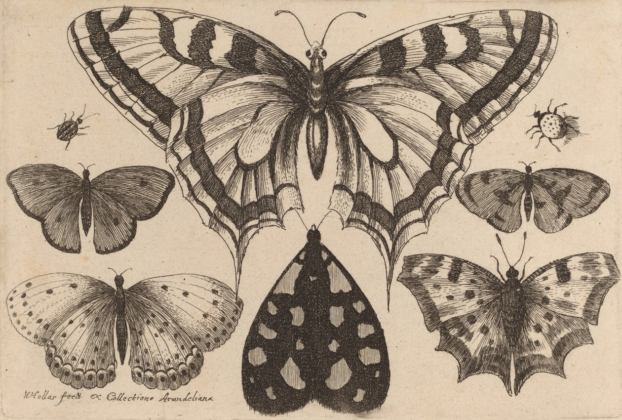 पांच तितलियां, एक पतंगा और दो भृंग, 1646। द्वारा Wenceslaus Hollar