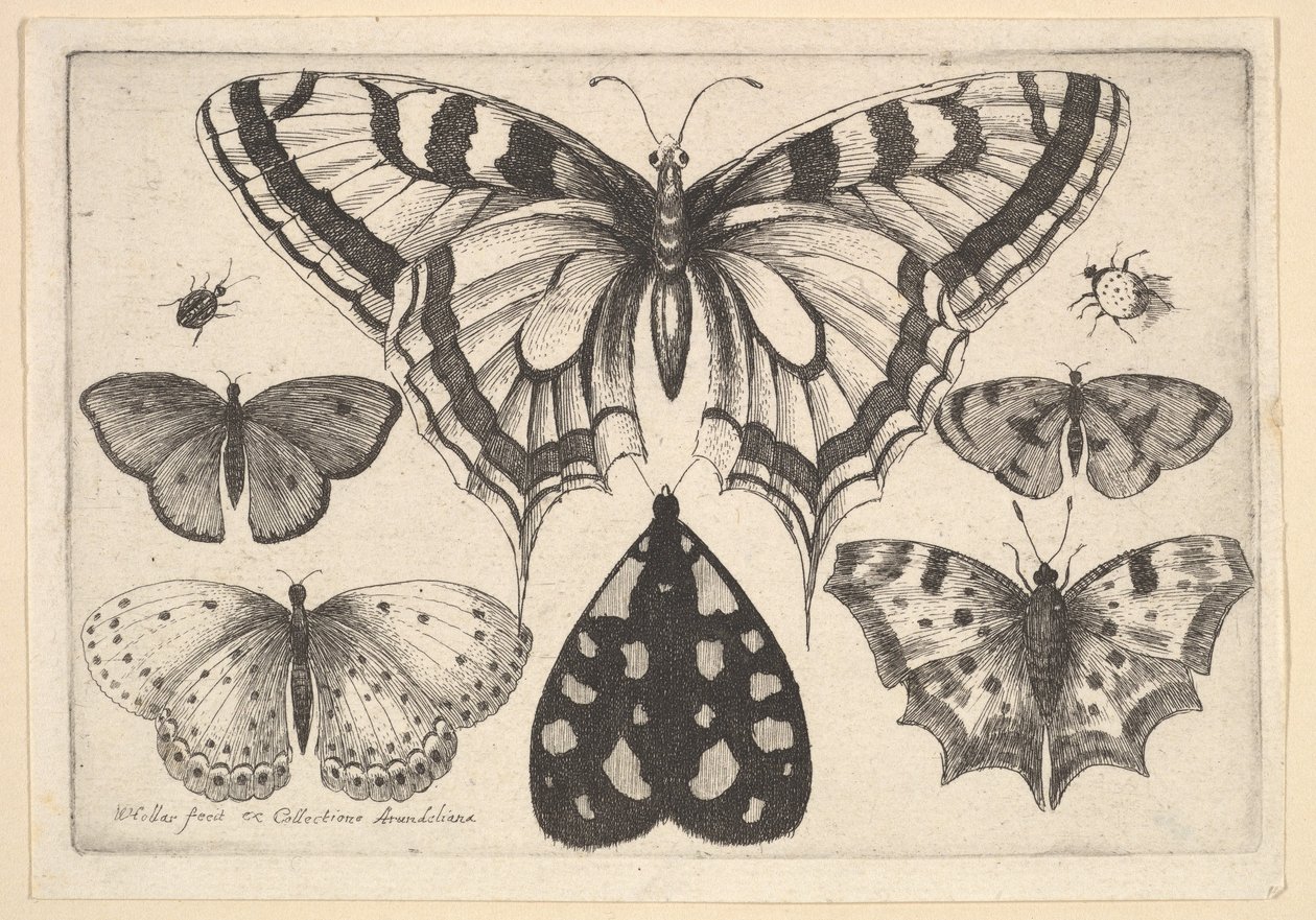 पांच तितलियों, एक कीट और दो बीटल, 1646। द्वारा Wenceslaus Hollar
