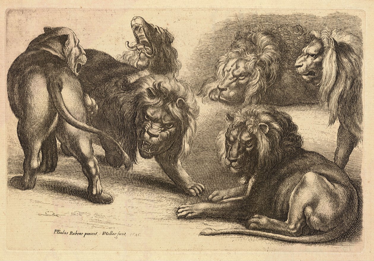 रूबेन्स के बाद पांच शेर और एक शेरनी द्वारा Wenceslaus Hollar