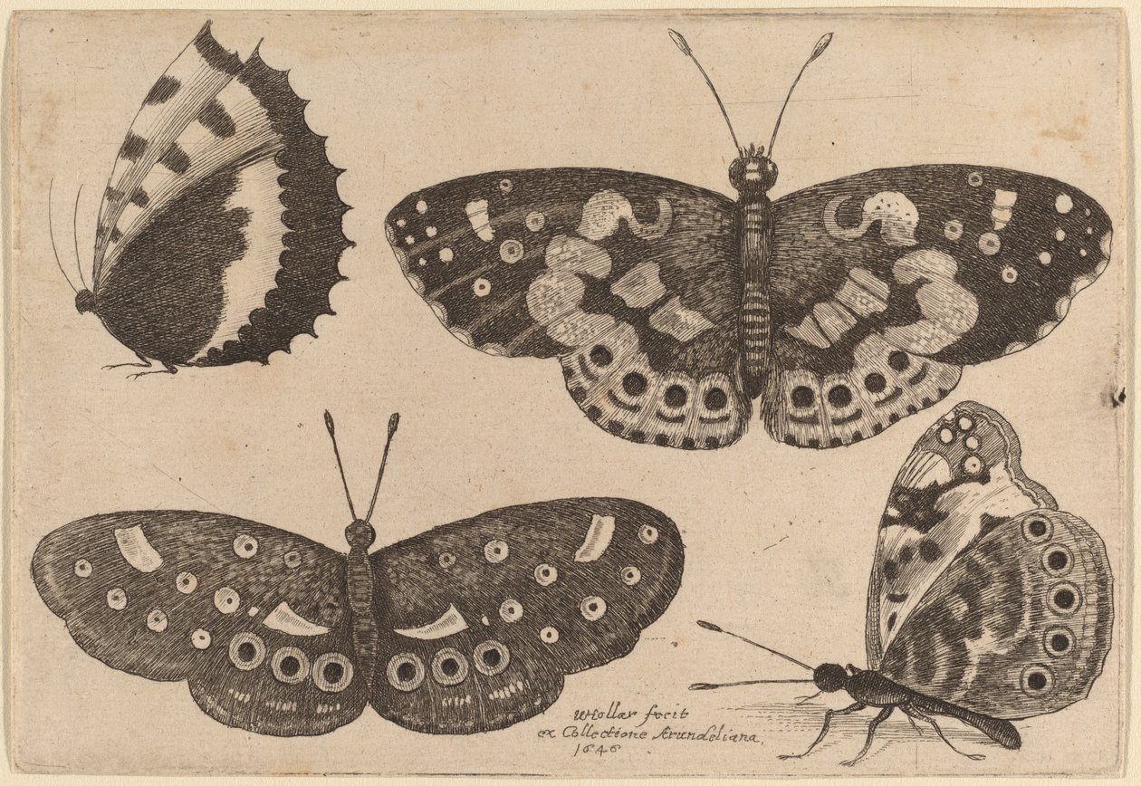 चार तितलियाँ द्वारा Wenceslaus Hollar