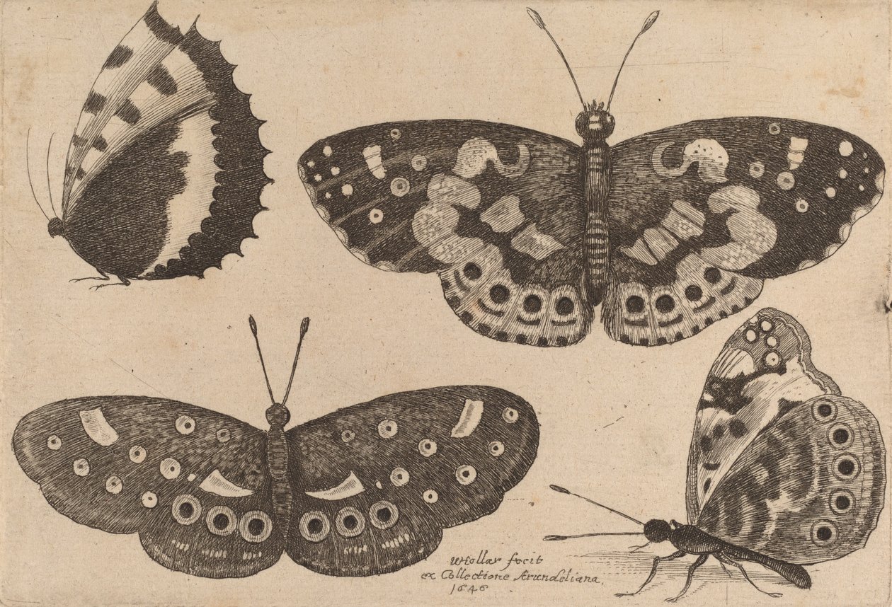 चार तितलियाँ, 1646। द्वारा Wenceslaus Hollar