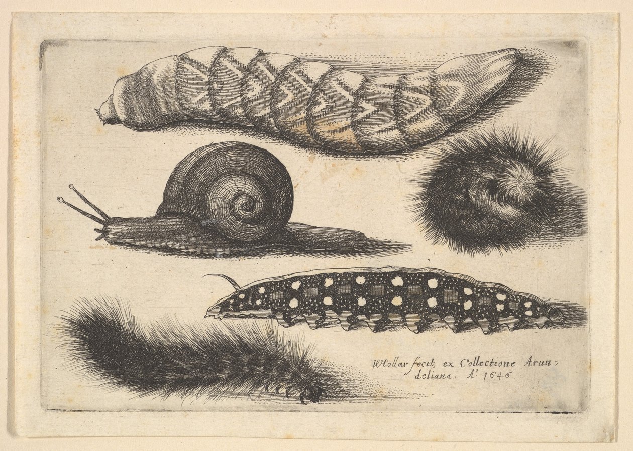 चार कैटरपिलर और एक घोंघा, 1646। द्वारा Wenceslaus Hollar