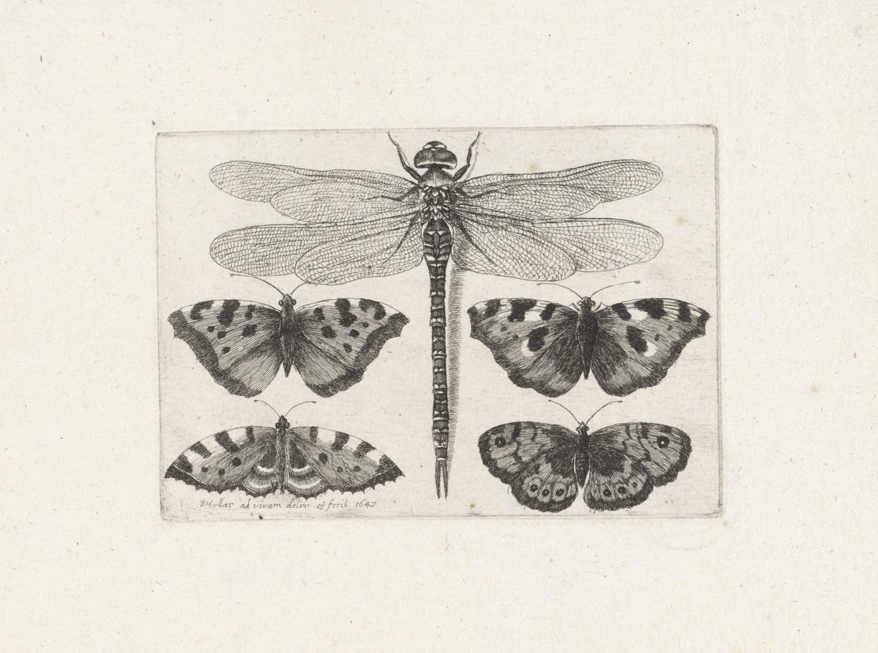  द्वारा Wenceslaus Hollar