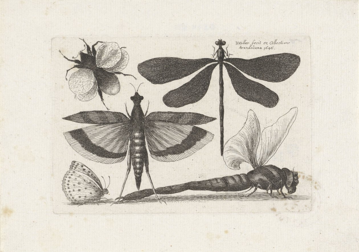  द्वारा Wenceslaus Hollar