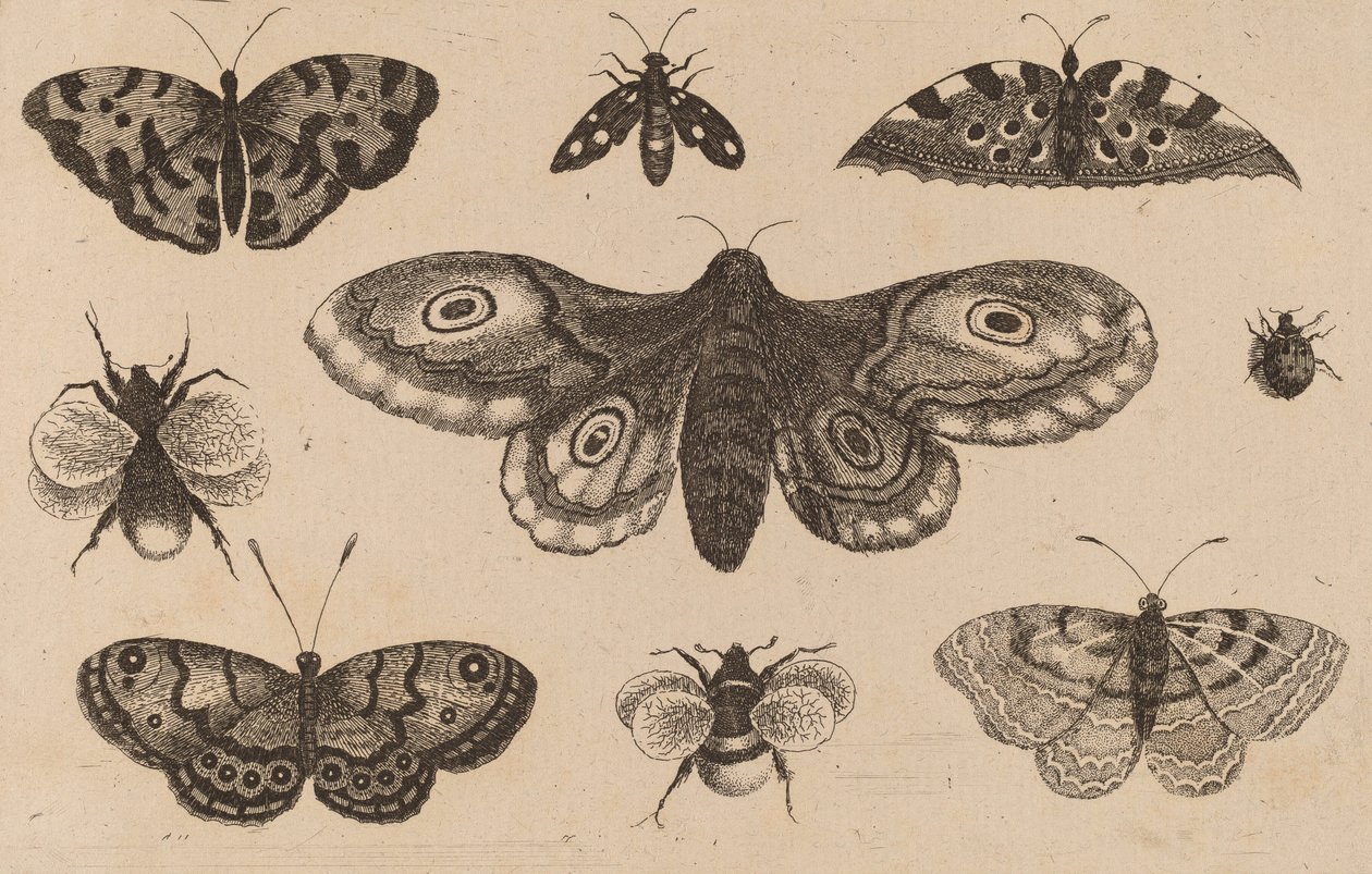 पतंगा, तितलियाँ और मधुमक्खियाँ। द्वारा Wenceslaus Hollar