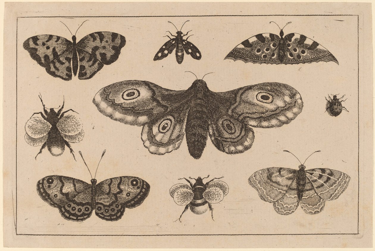 कीट, तितलियाँ, और मधुमक्खियाँ द्वारा Wenceslaus Hollar