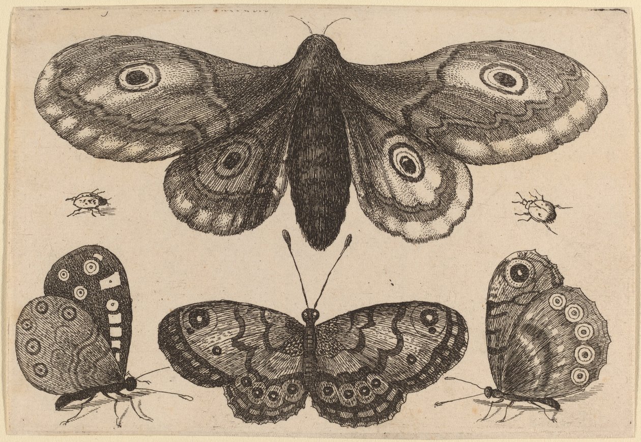 कीट, तीन तितलियाँ, और दो भृंग द्वारा Wenceslaus Hollar
