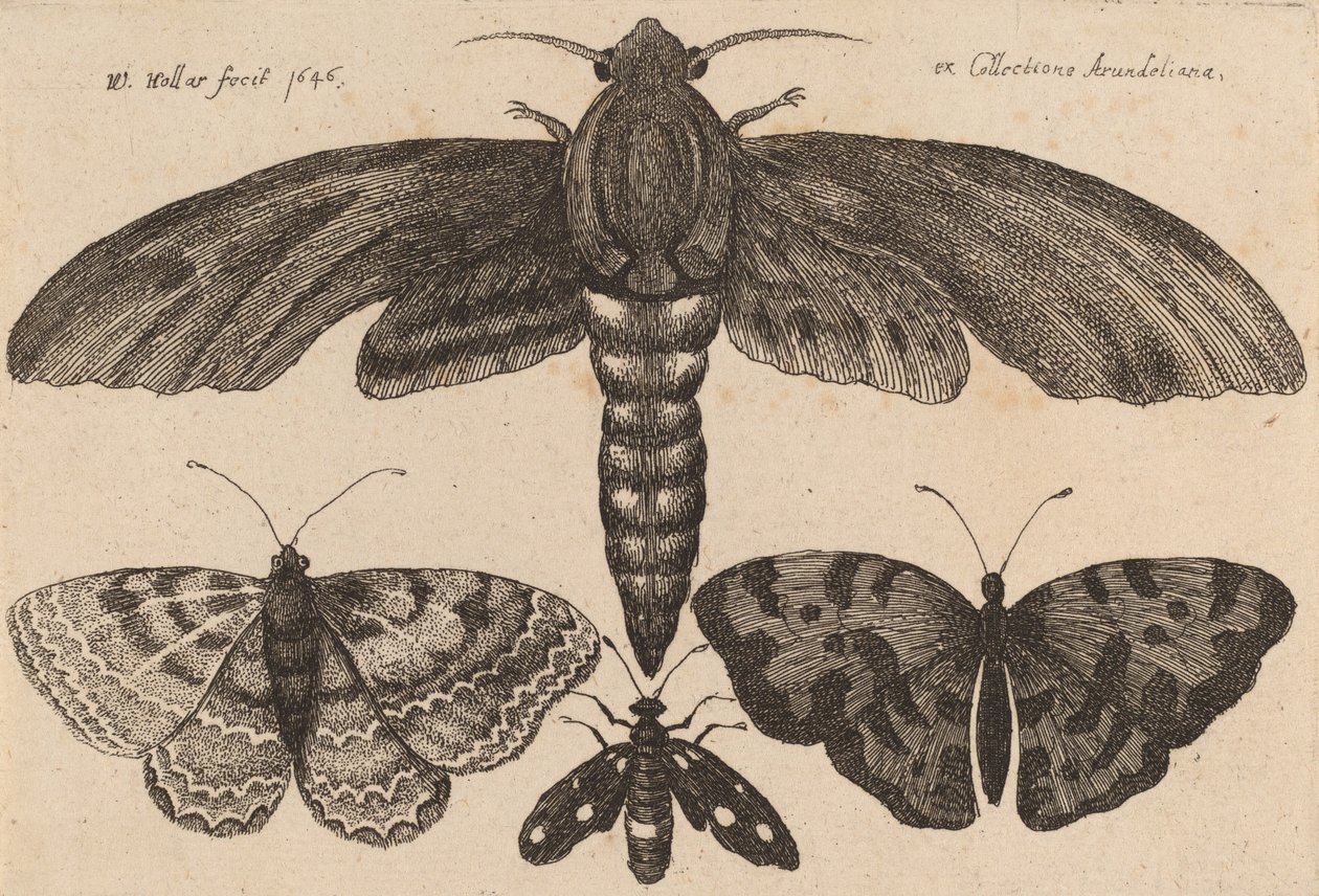 कीट और तीन तितलियाँ, 1646। द्वारा Wenceslaus Hollar