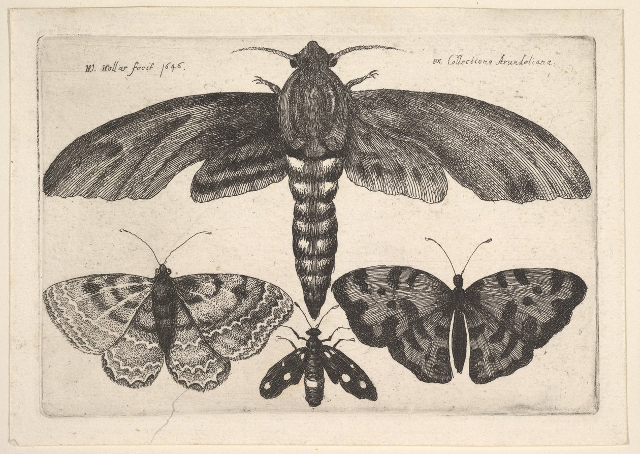 मोथ और तीन तितलियों, 1646। द्वारा Wenceslaus Hollar