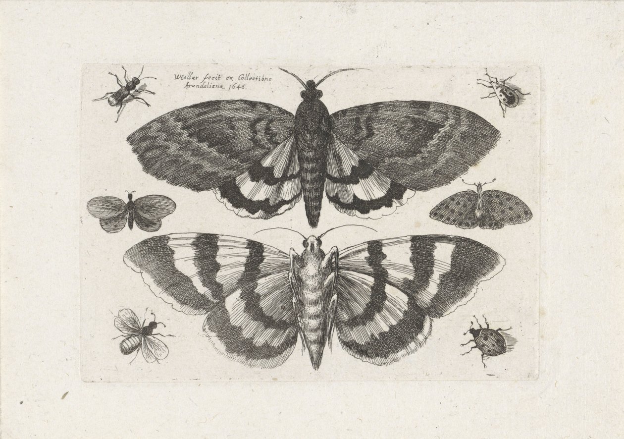  द्वारा Wenceslaus Hollar