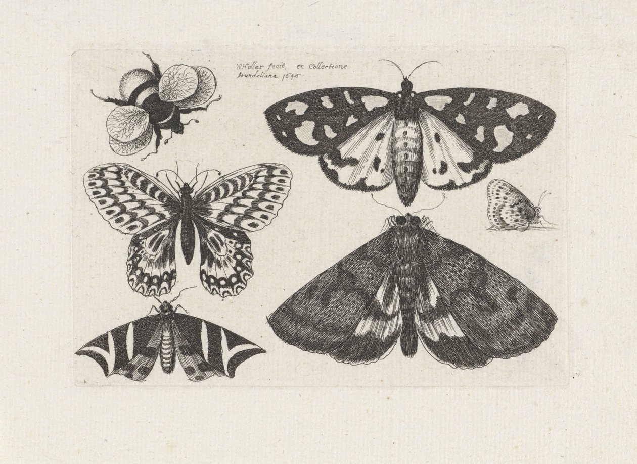  द्वारा Wenceslaus Hollar