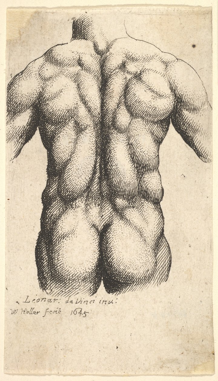 पीछे से देखा गया नग्न नर धड़, 1645। द्वारा Wenceslaus Hollar