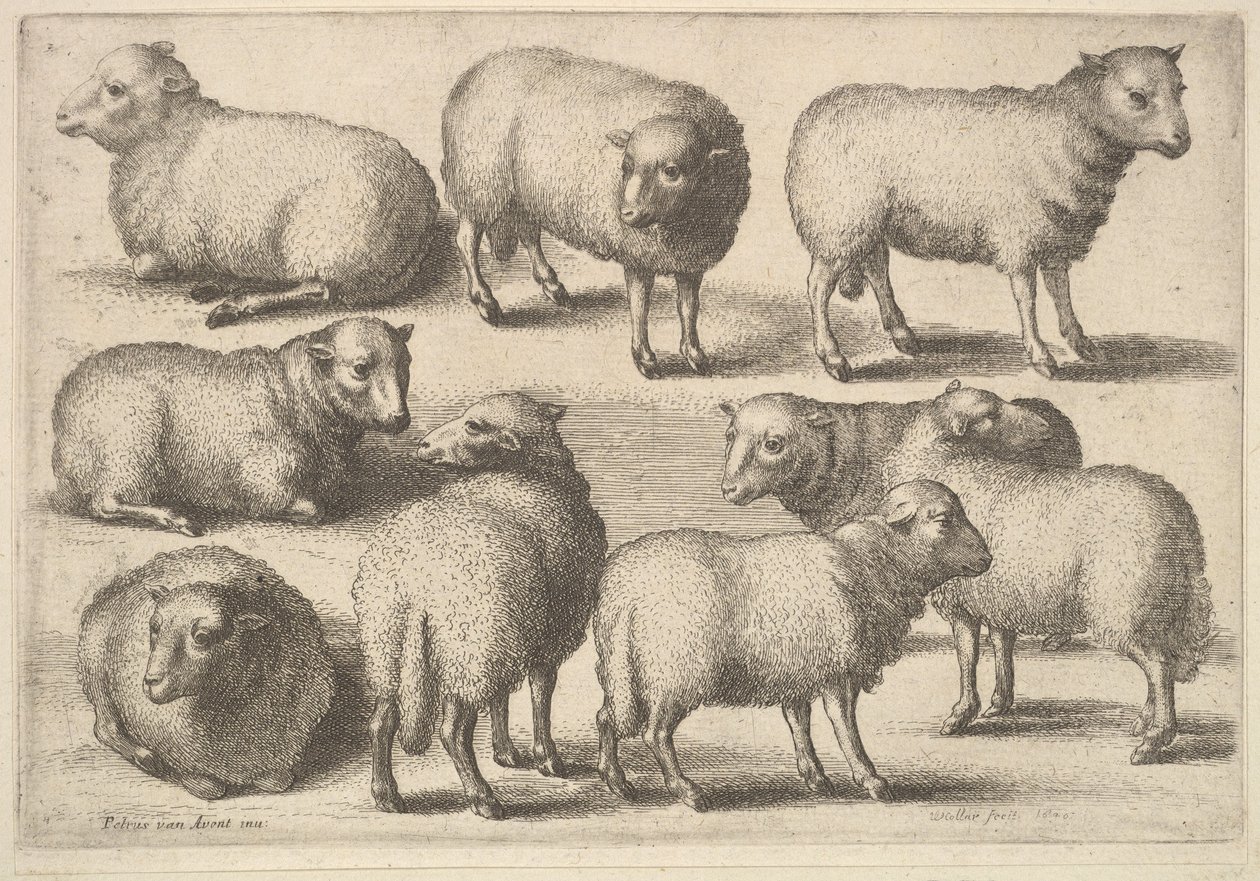 16 भेड़, 1646। द्वारा Wenceslaus Hollar