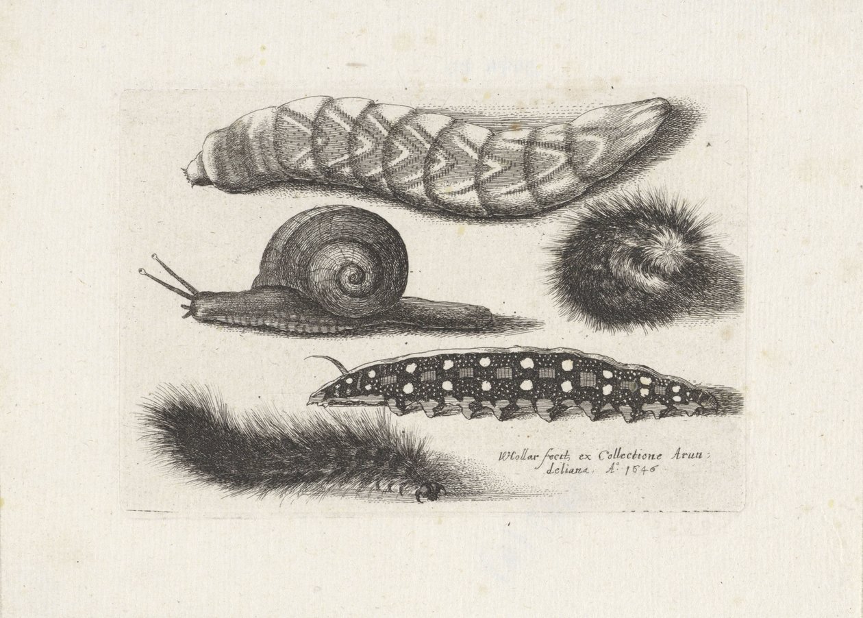  द्वारा Wenceslaus Hollar