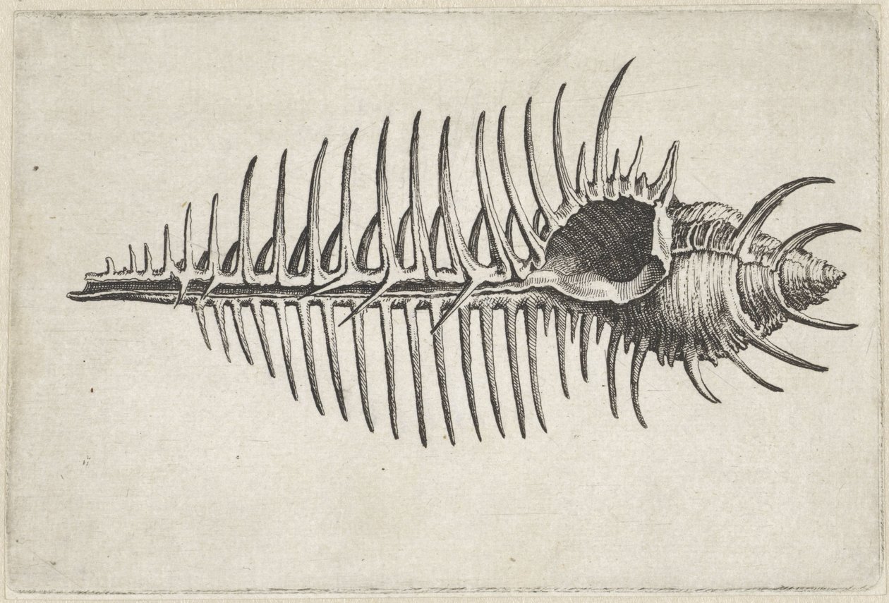  द्वारा Wenceslaus Hollar