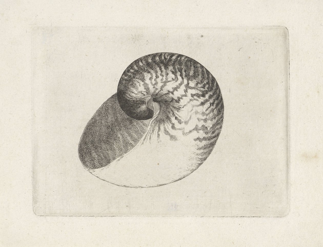  द्वारा Wenceslaus Hollar