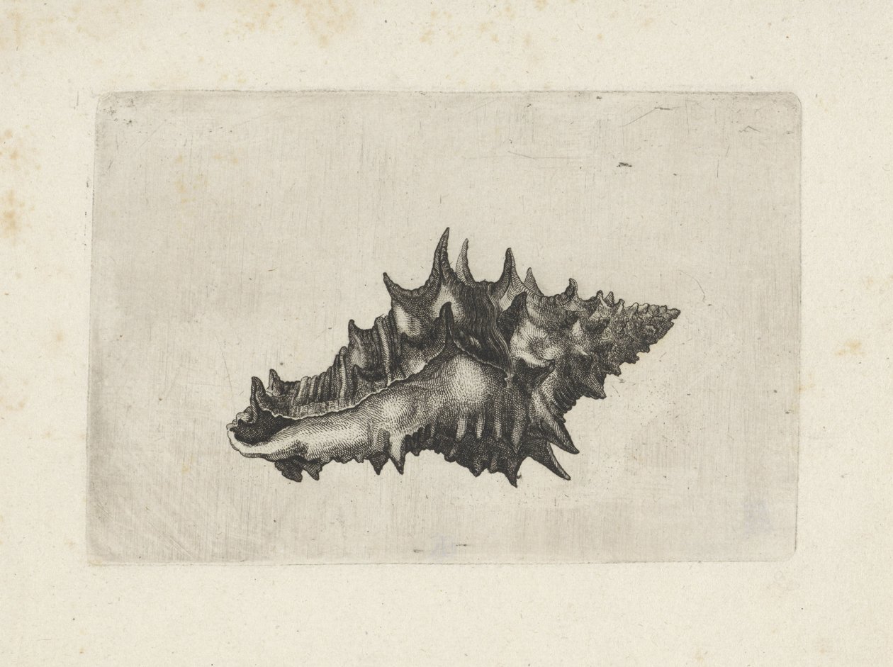  द्वारा Wenceslaus Hollar