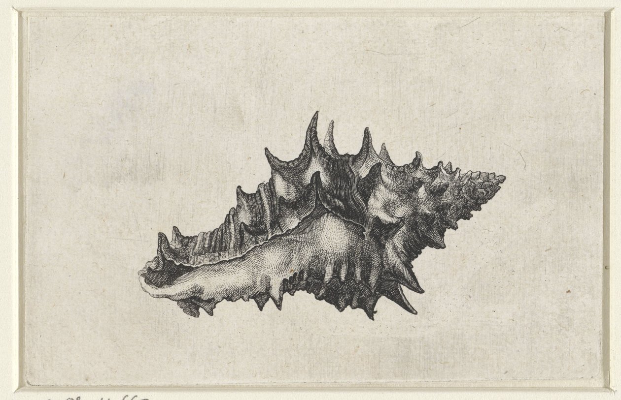 शैल, वासम सेरेमिकम शैल (श्रृंखला शीर्षक) द्वारा Wenceslaus Hollar