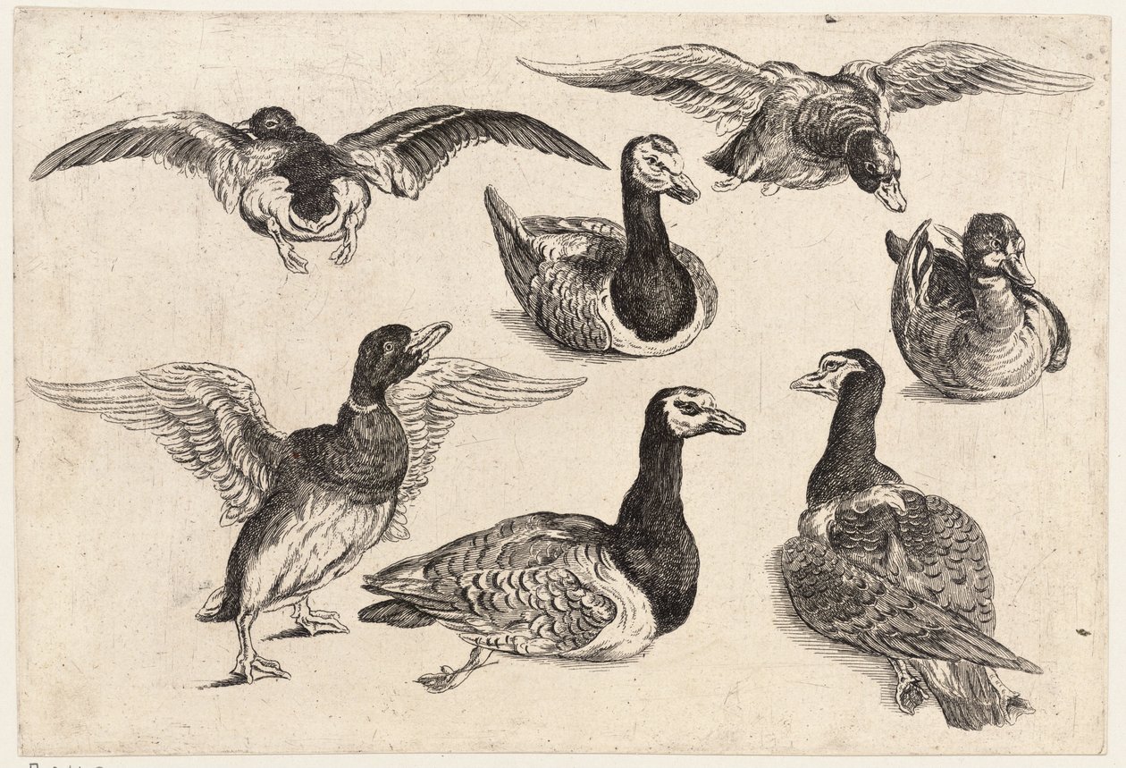 सात बत्तख द्वारा Wenceslaus Hollar