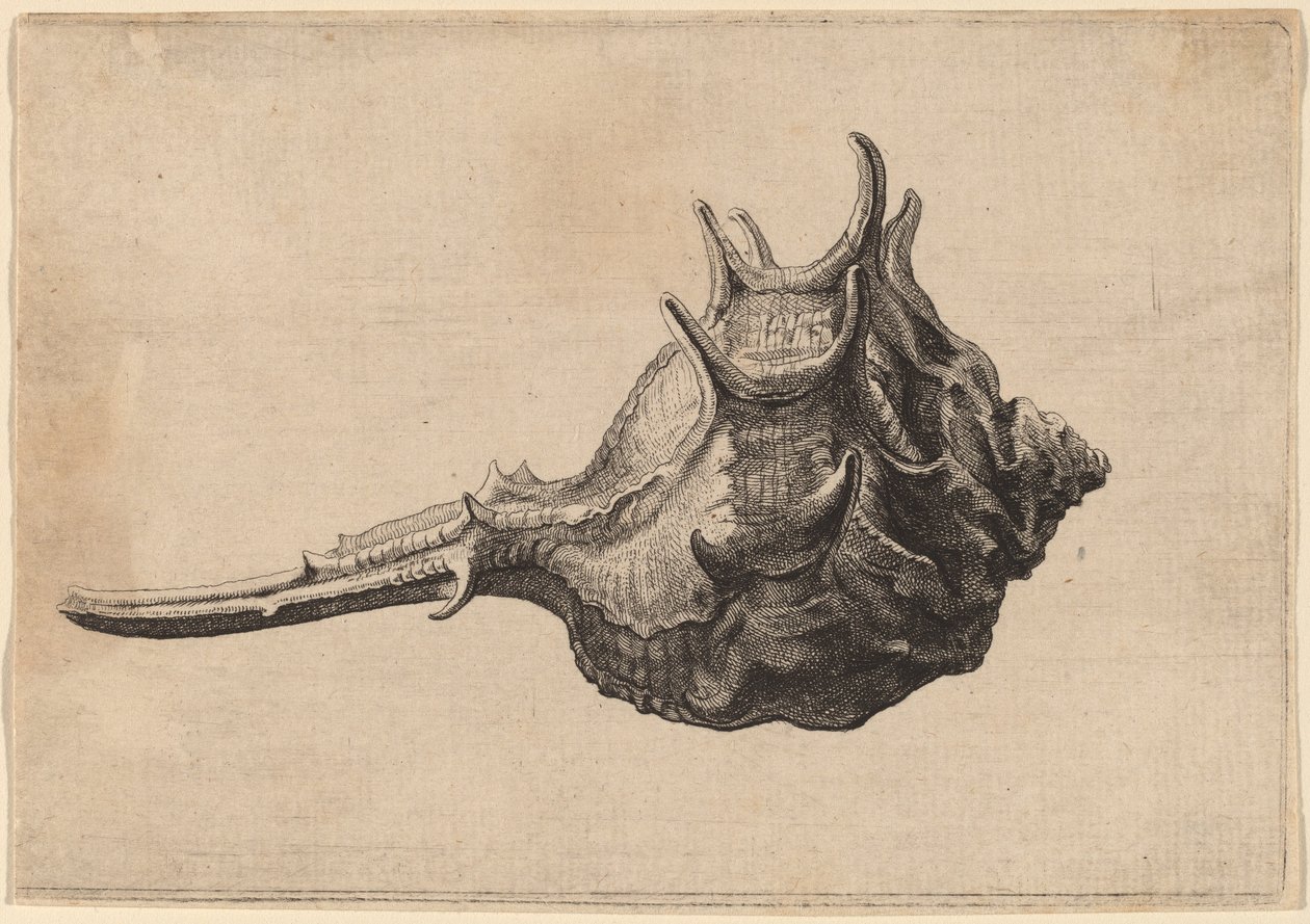शैल (म्यूरेक्स ब्रांडारिस) द्वारा Wenceslaus Hollar