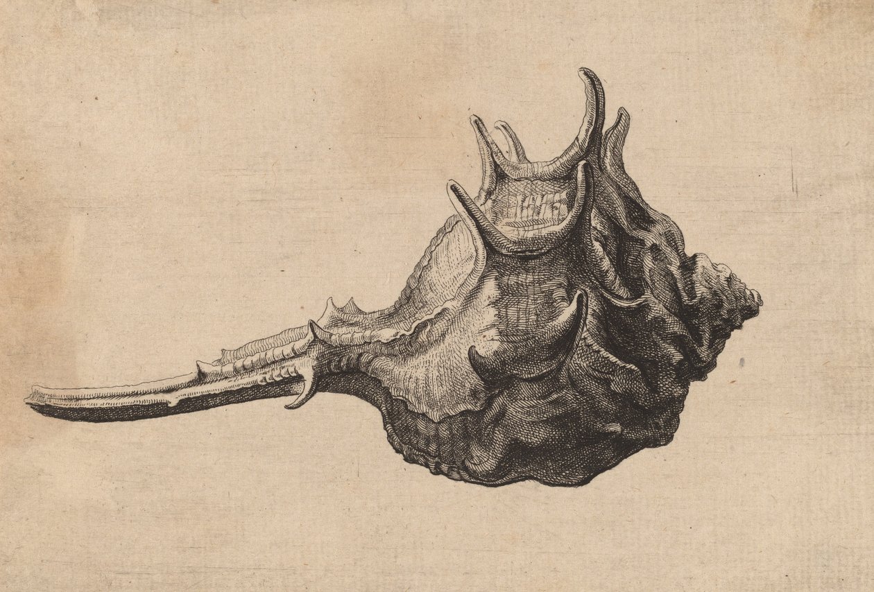 शेल म्यूरेक्स ब्रांडारिस, सी। 1645. द्वारा Wenceslaus Hollar