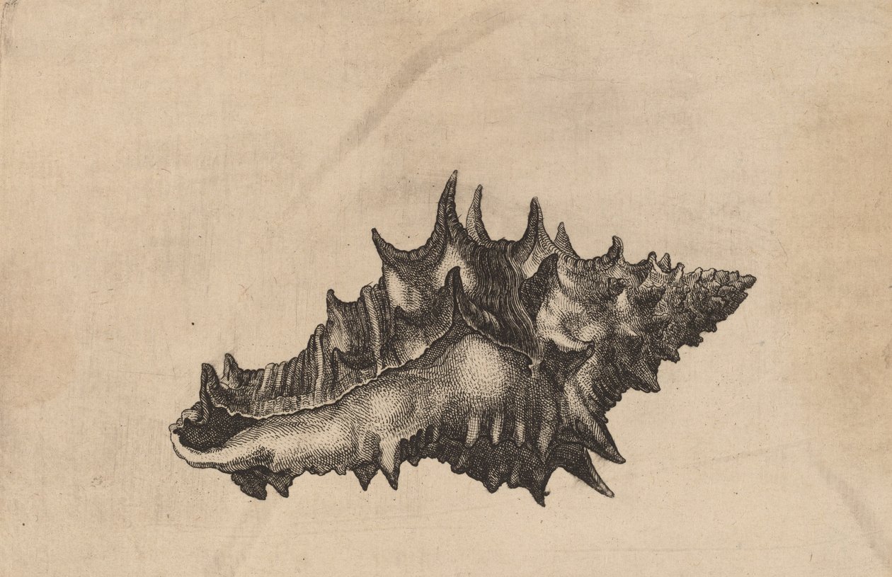 शैल वसुम सिरेमिकम, सी। 1645. द्वारा Wenceslaus Hollar