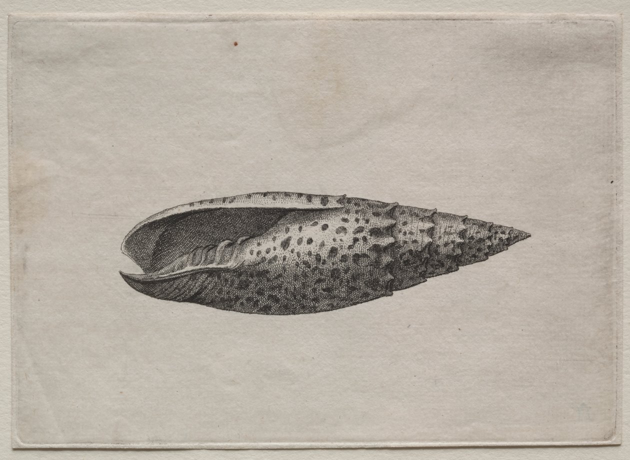  द्वारा Wenceslaus Hollar