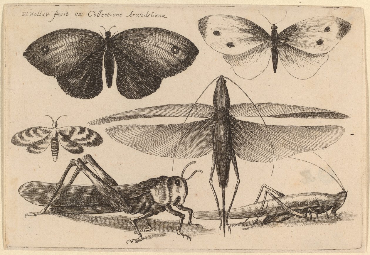 छह कीड़े द्वारा Wenceslaus Hollar