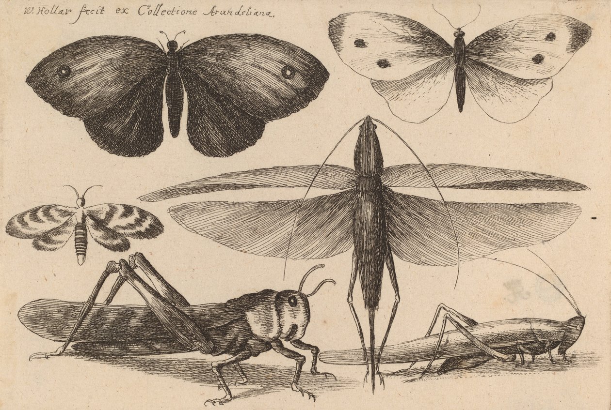 छह कीड़े, 1646। द्वारा Wenceslaus Hollar