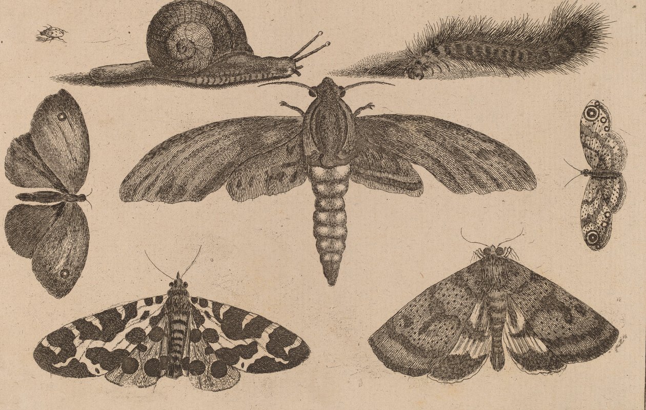 छह कीड़े, एक कैटरपिलर और एक घोंघा। द्वारा Wenceslaus Hollar